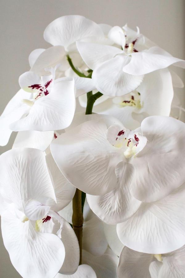 White Orchid