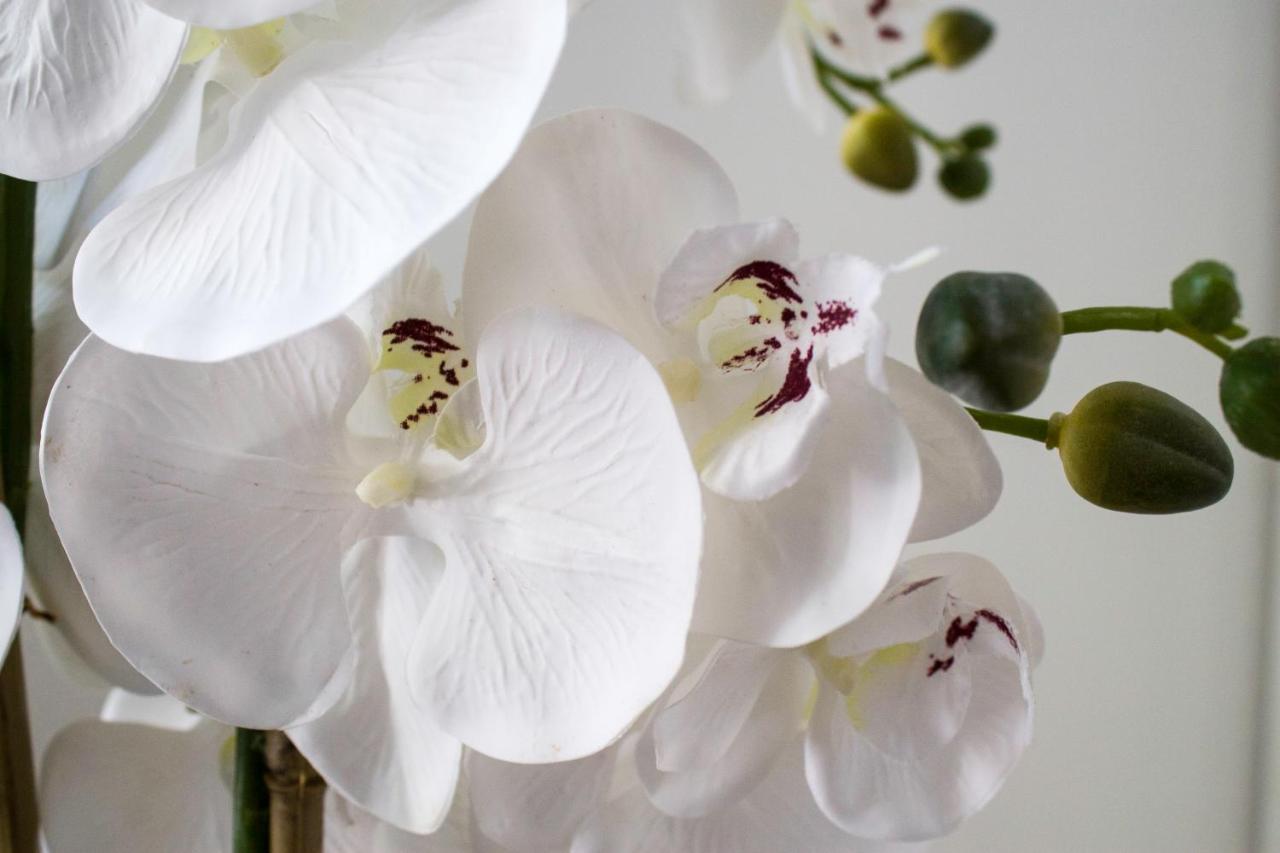 White Orchid Pula